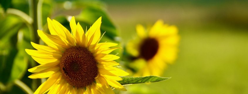 Kommunikationstraining am Beispiel von Sonnenblumen