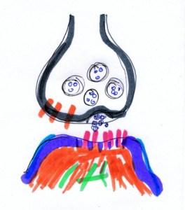 Neurotransmitter Synaptischer Spalt