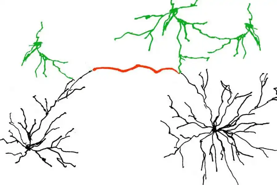 Dendriten Gehirn